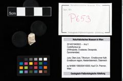 Foto (Objekt + Etikett) von Cyclothyreus sp.  (NHMW-GEO-2014-0194-0653)